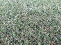 grasses-field-cool-turf