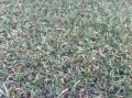 grasses-gold-lush30
